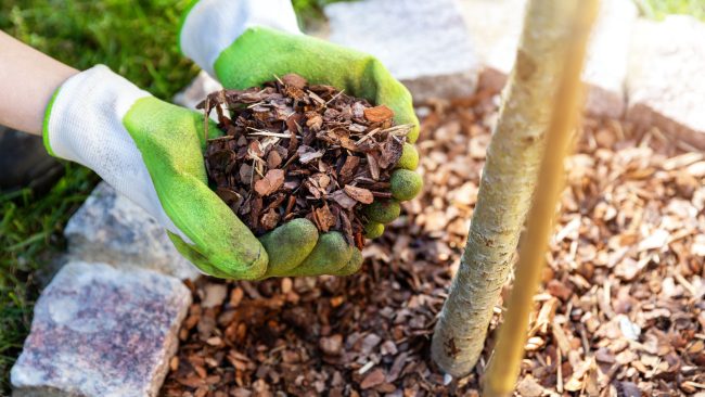 mulching leaves for landscape beds