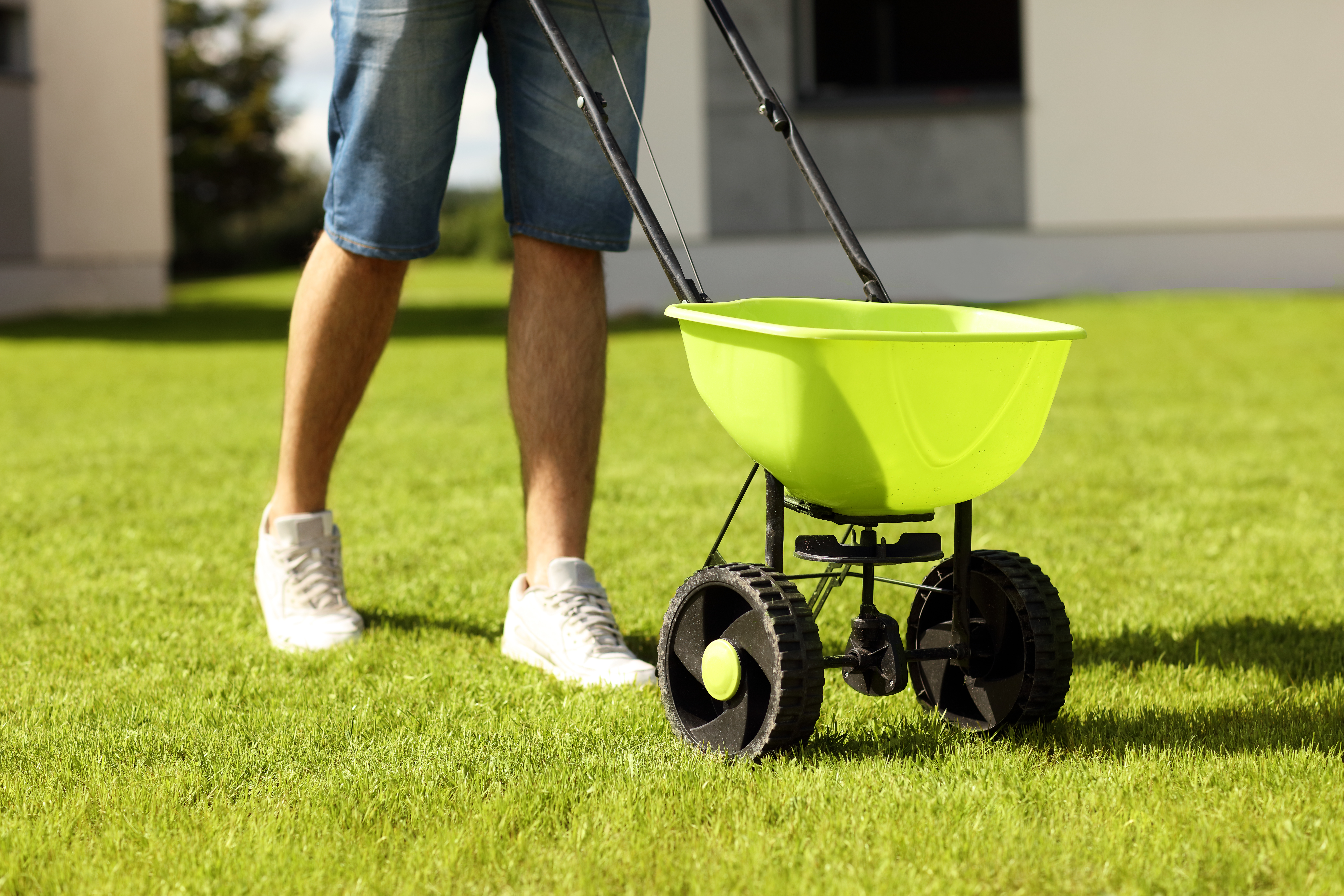 A person pushes a lawn fertilizer spreader through a beautifully kept garden, keeping it healthy.