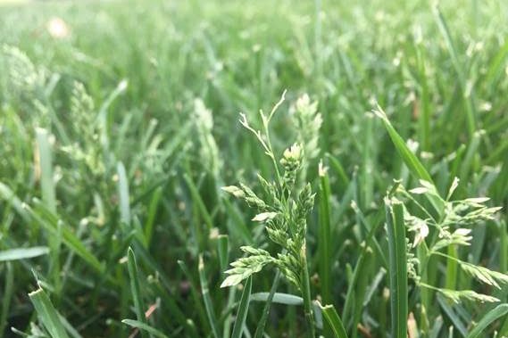 Seedheads on the blades of a lush, green lawn.