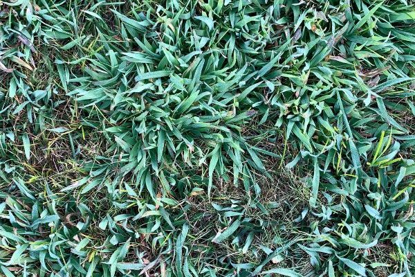 crabgrass weed in lawn