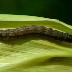 A fall armyworm
