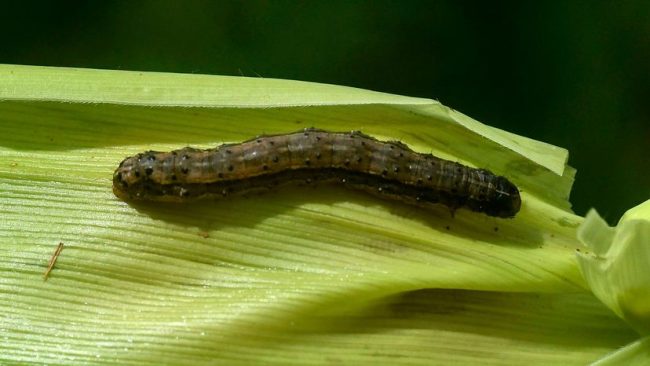 Armyworm A fall armyworm
