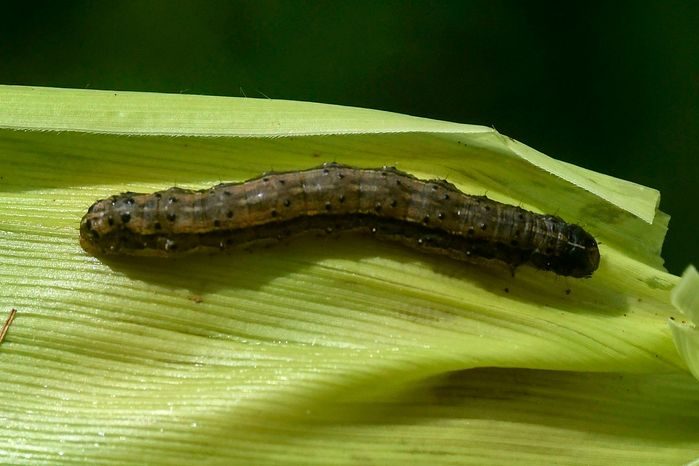 Armyworm A fall armyworm