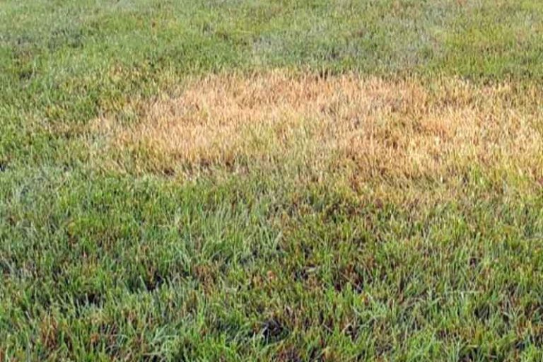 lawn disease brown patches in grass