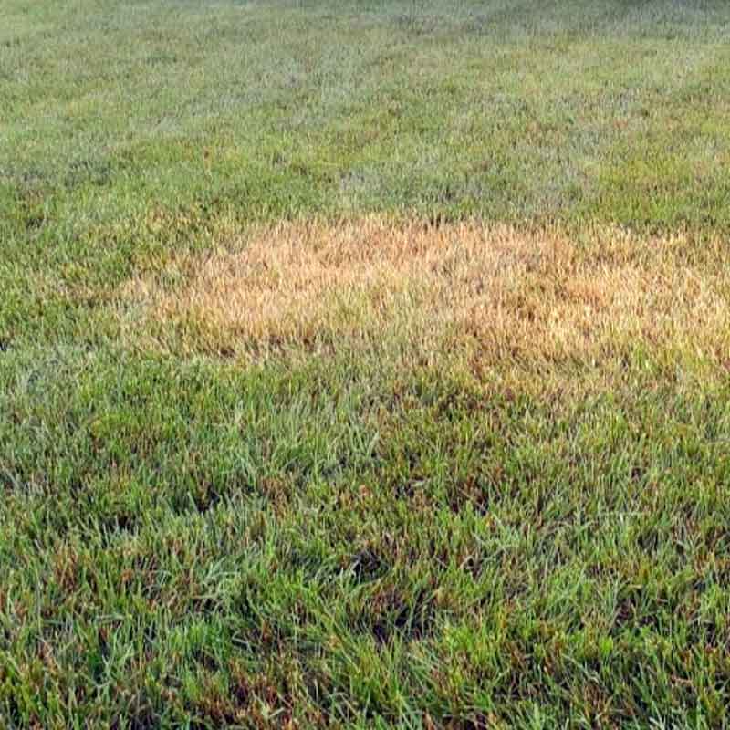 lawn disease brown patches in grass