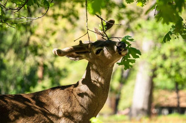 A young deer stretches its neck to reach the tender leaves on a branch, basking in the dappled sunlight of a wooded area.