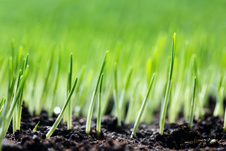 lawn seeding for fescue, grass seedlings sprouting