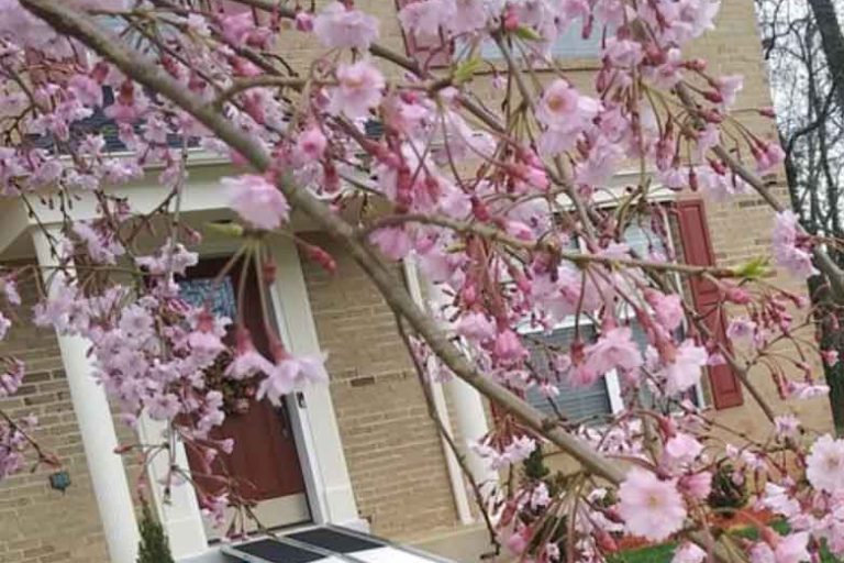 Beautiful pink cherry blossoms blooming on tree branches, with the backdrop of a home exterior, signaling springtime.