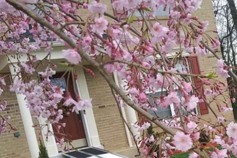 tree-shrub-variety Beautiful pink cherry blossoms blooming on tree branches, with the backdrop of a home exterior, signaling springtime.