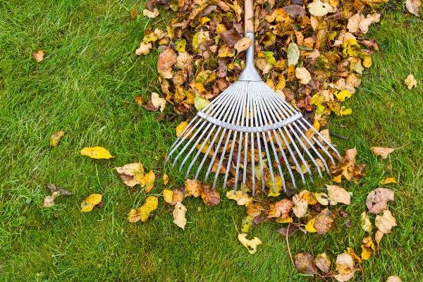 fall lawn care tips, raking fall leaves on lawn