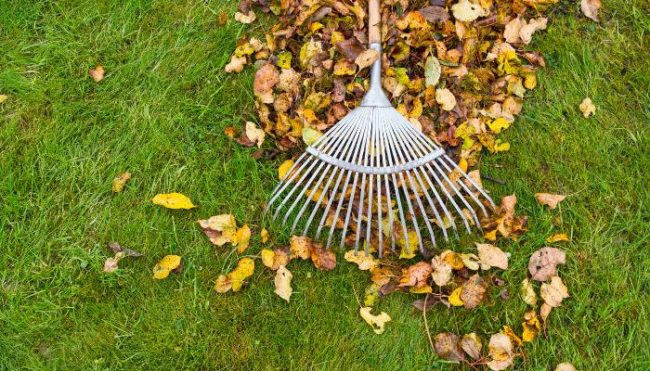 fall lawn care tips, raking fall leaves on lawn