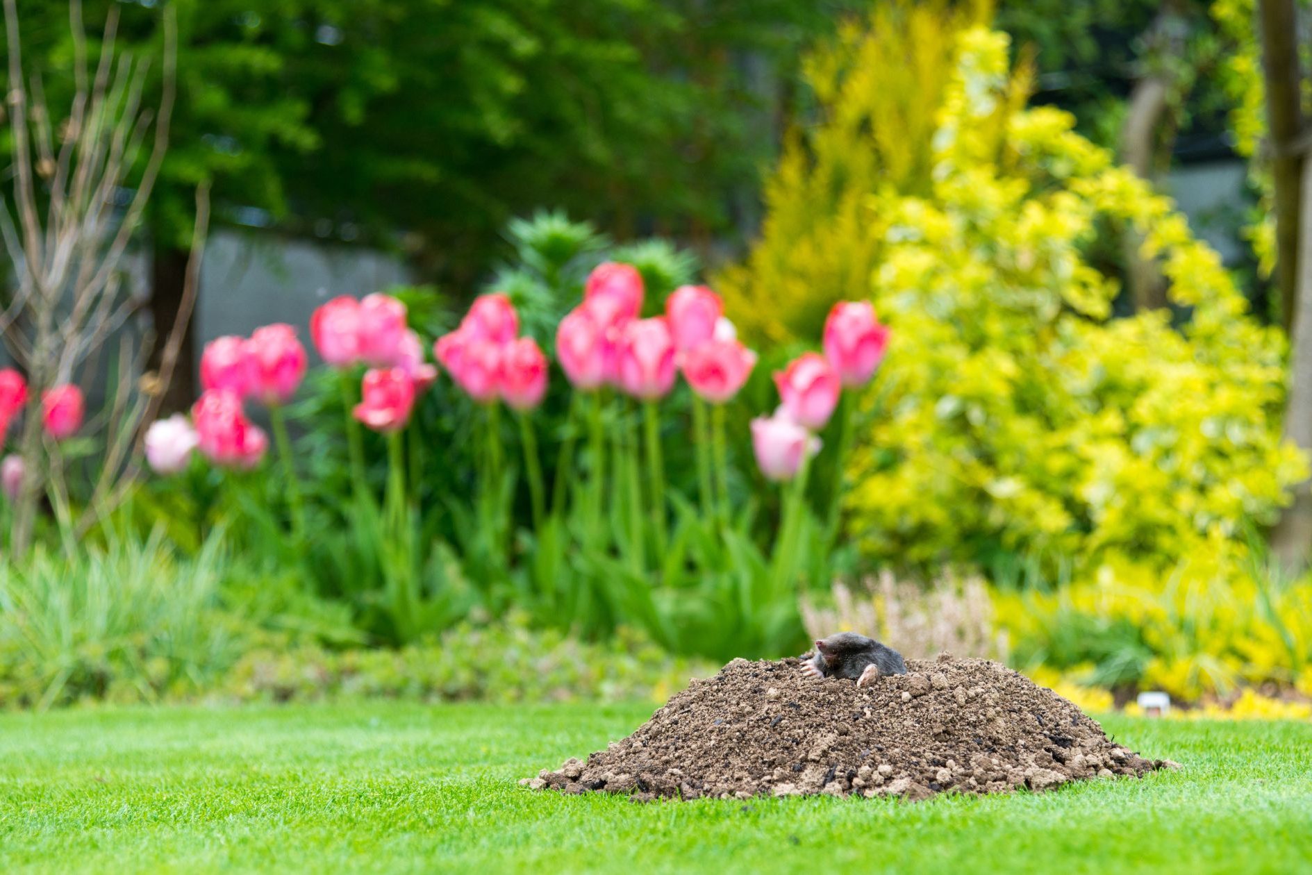 mole hill in lawn and garden