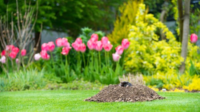 mole hill in lawn and garden