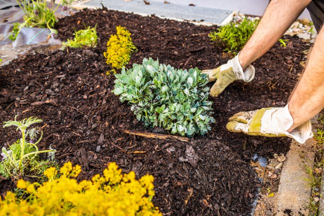 woman adding layer of mulch to landscape bed