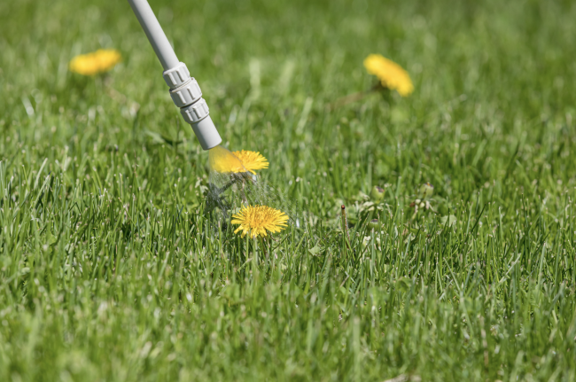 common weeds in maryland, spraying dandelion weed in lawn