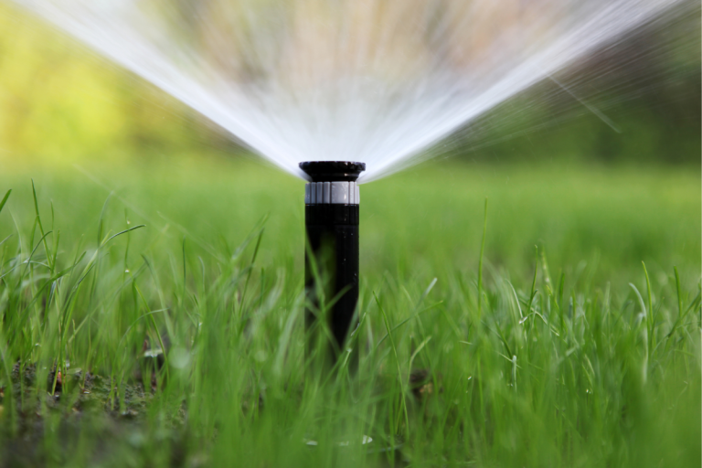 fescue seeding aftercare, watering new fescue